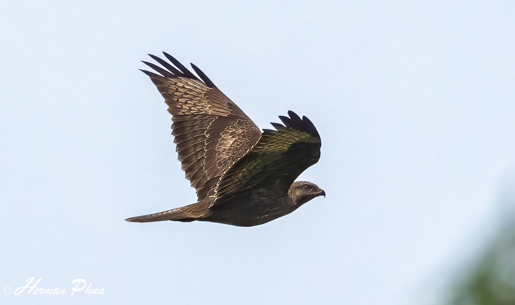 Photo credit: Herman Phua