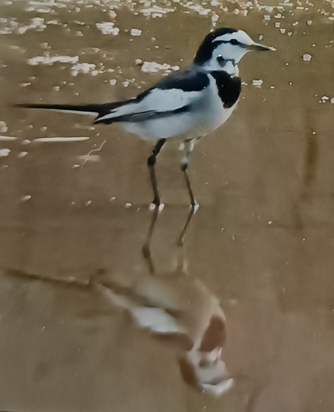 Photo credit: Teo Wah Liang