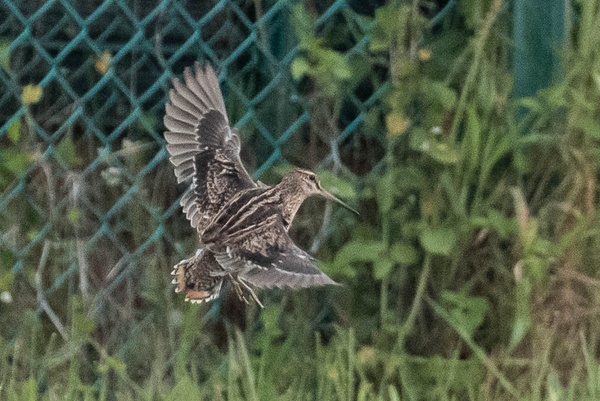 Photo credit: LEE CHIEN NIEN