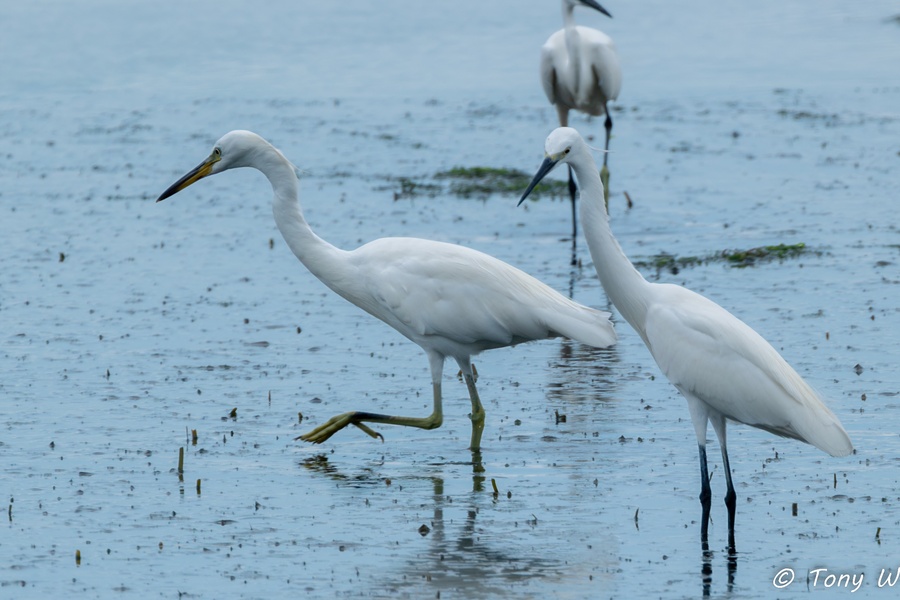 Photo credit: Tony W