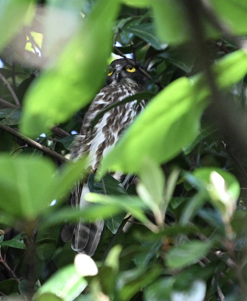 Photo credit: Lua Wai Heng