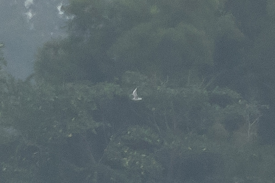 Photo credit: Jen Wei Yip