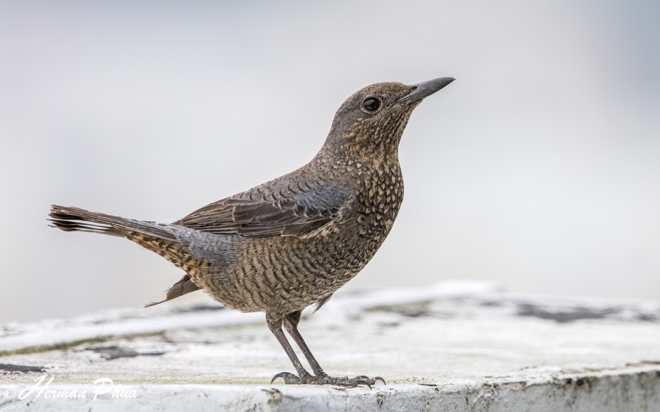 Photo credit: Herman Phua