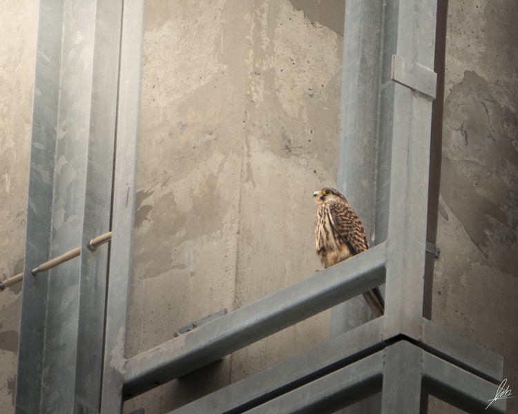 Photo credit: Lee Zhi Heng