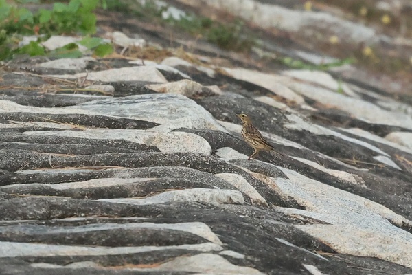 Photo credit: Daniel Engelbrecht