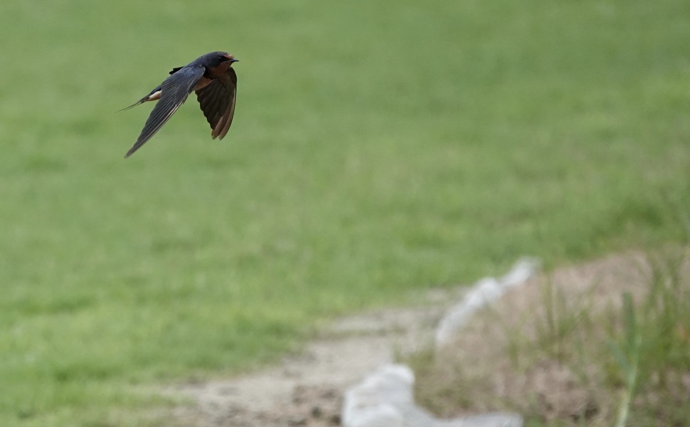 Photo credit: RICHARD WHITE