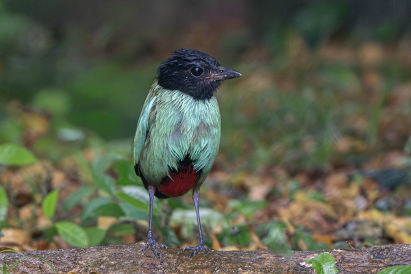 Photo credit: Jared Tan