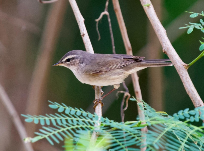 Photo credit: T.Ramesh