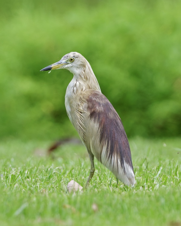 Photo credit: Ben Choo