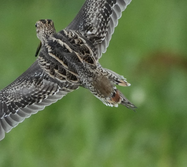 Photo credit: T.Ramesh