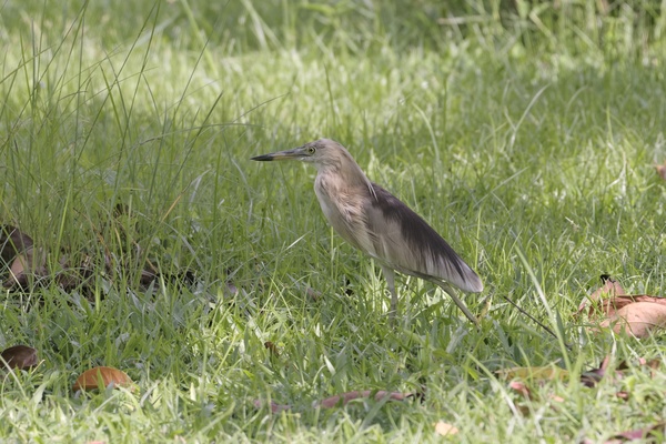 Photo credit: Tay Kian Guan