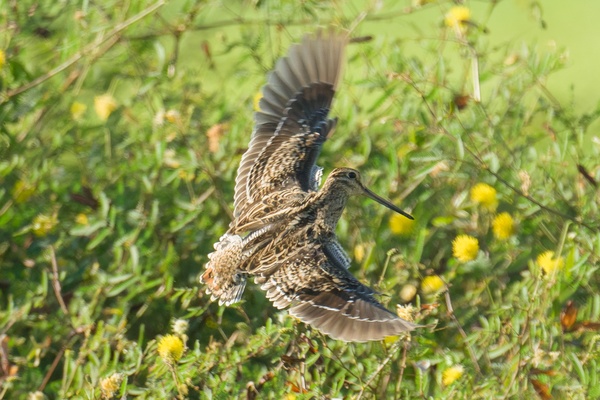 Photo credit: Francis Yap