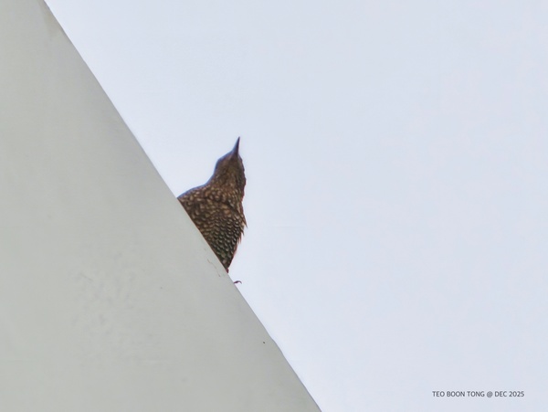 Photo credit: TEO BOON TONG