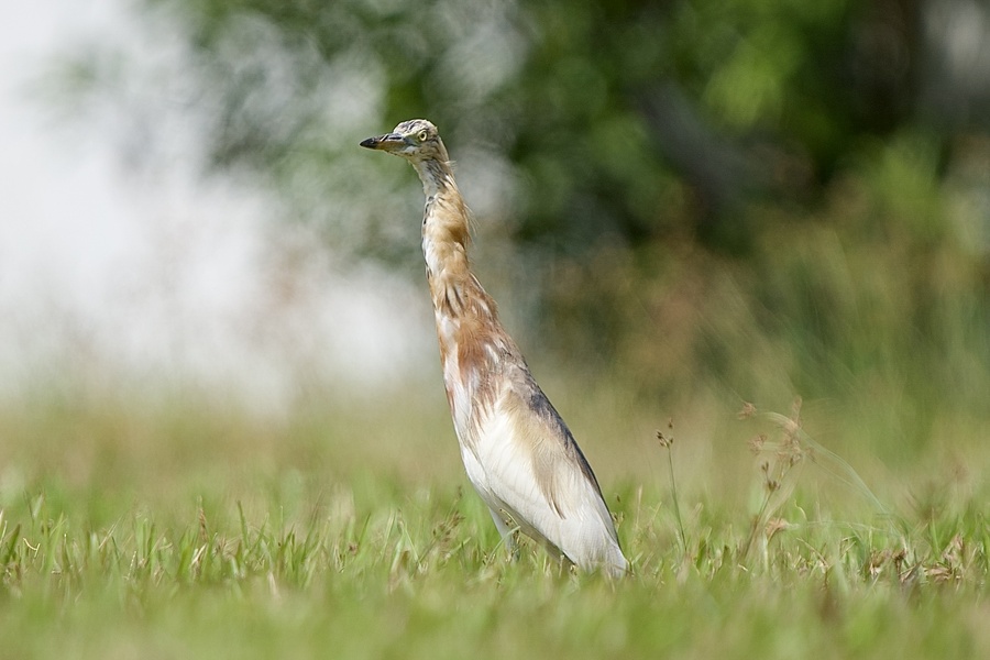 Photo credit: T. Ramesh