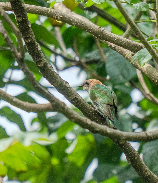 Photo credit: Dylan Ck Lee