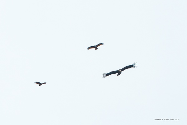 Photo credit: TEO BOON TONG