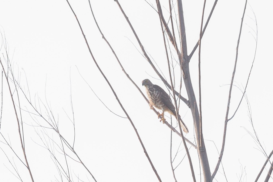 Photo credit: Francis Yap