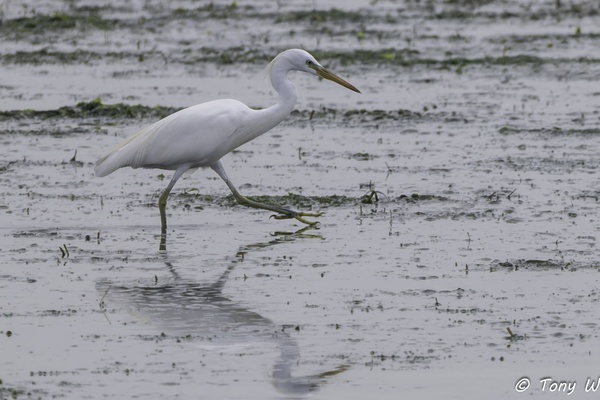 Photo credit: Tony W