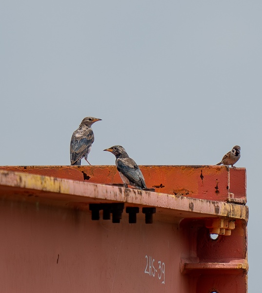 Photo credit: Dylan Ck