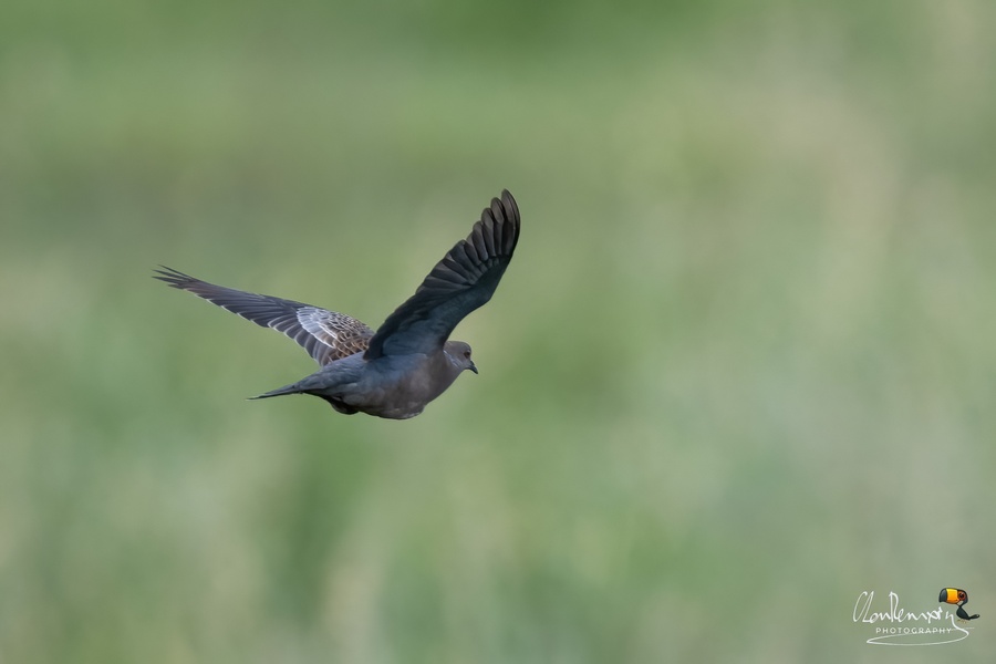 Photo credit: Ah Heng