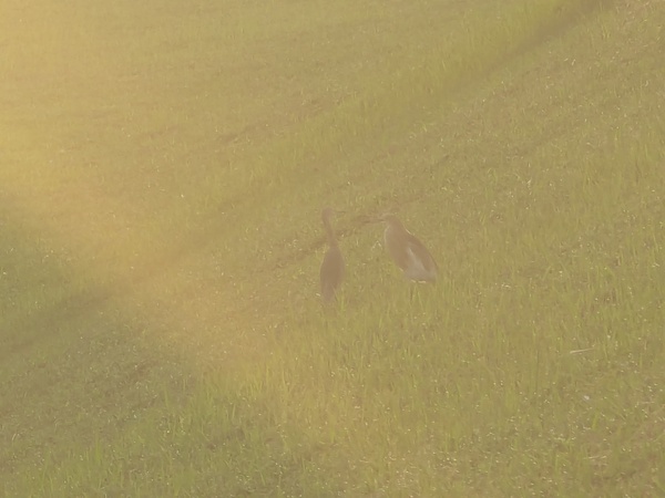 Photo credit: Raja Moorthy Karapaya