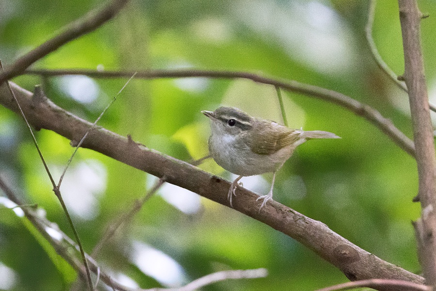 Photo credit: Sin Yong Chee Keita