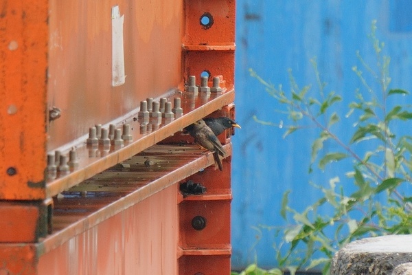 Photo credit: Chin Yu Xun