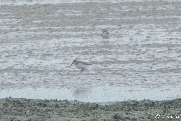 Photo credit: Tony W