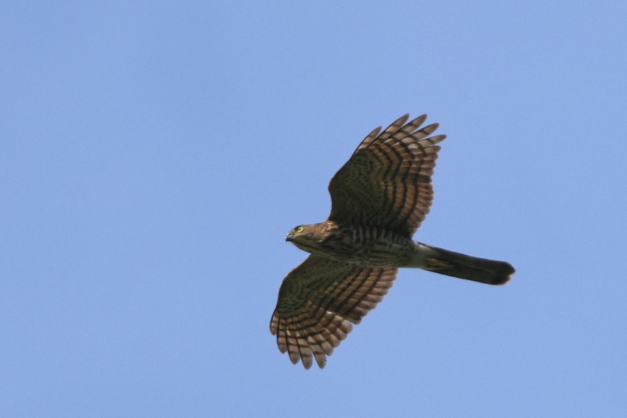 Photo credit: Kaeden Sim