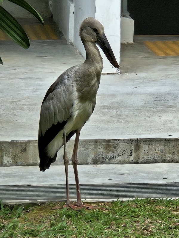 Photo credit: Peter Goh