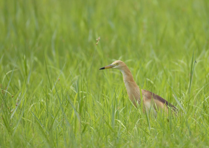 Photo credit: keison