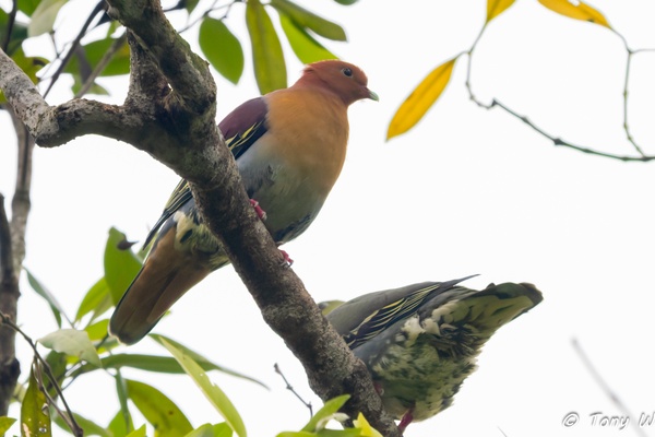 Photo credit: Tony W