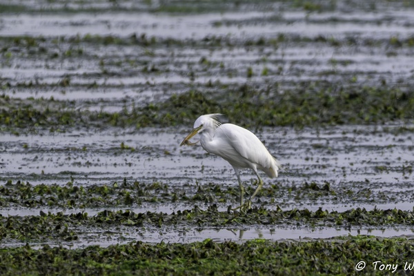 Photo credit: Tony W