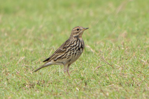 Photo credit: Jared Tan