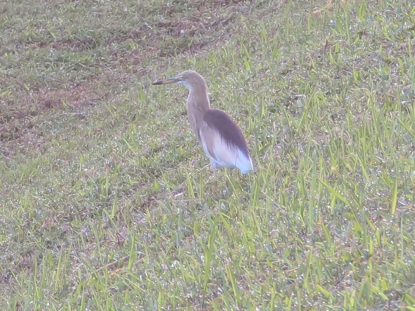 Photo credit: Raja Moorthy Karapaya
