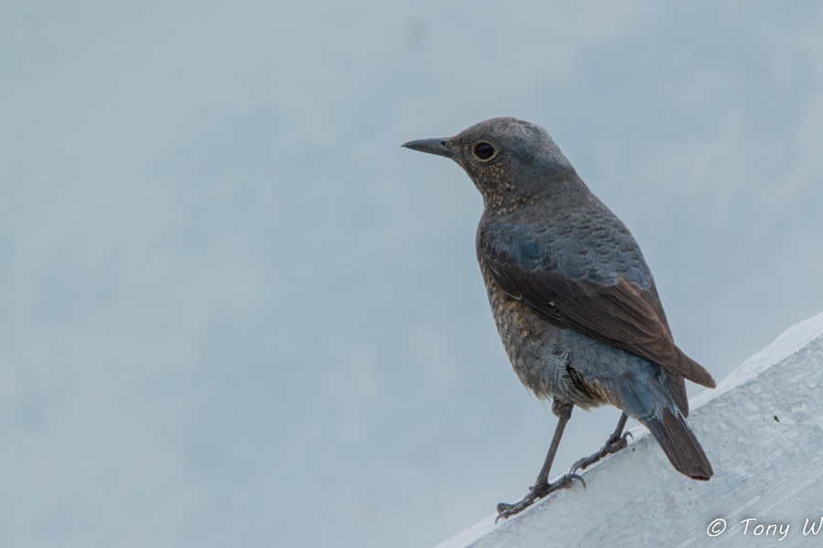 Photo credit: Tony W