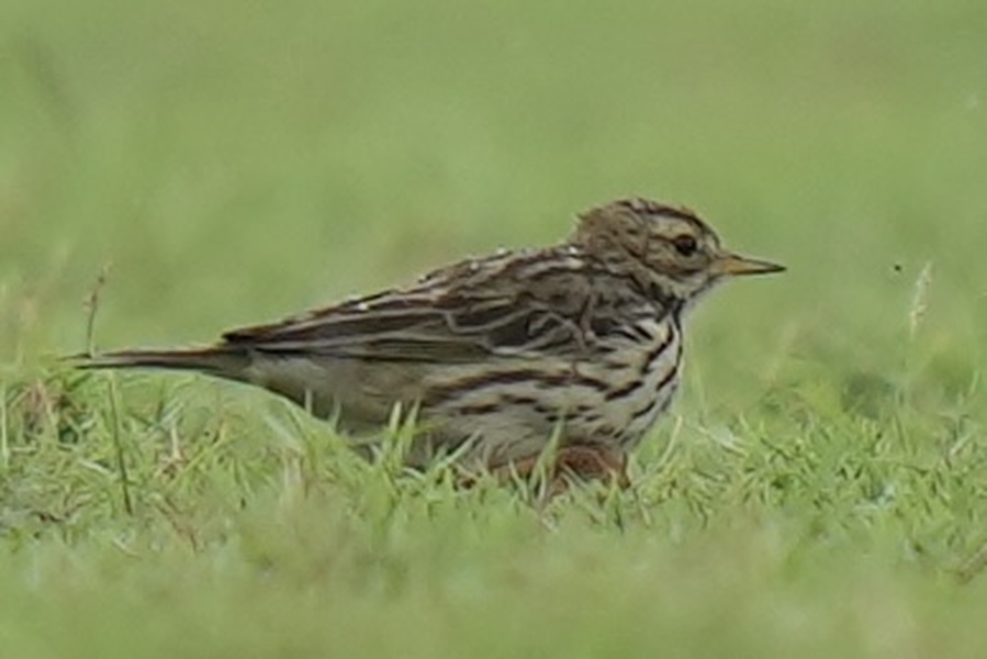 Photo credit: Dylan Lee Ck