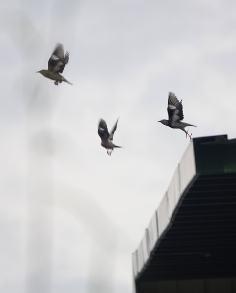 Photo credit: Martin Kennewell