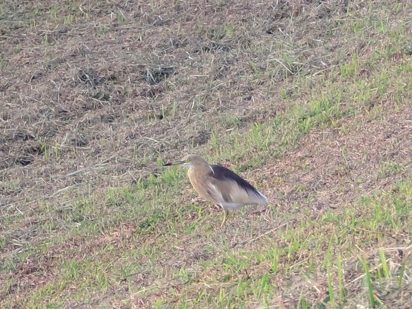 Photo credit: Raja Moorthy Karapaya