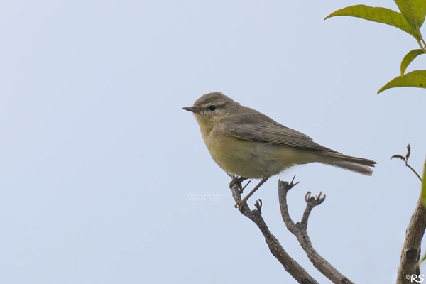 Photo credit: Raymond Siew