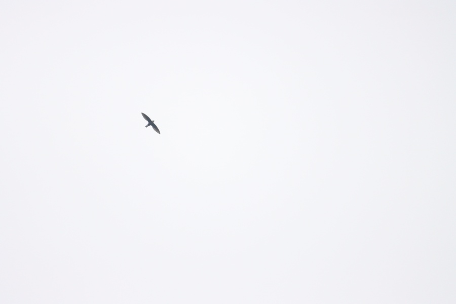 Photo credit: Ong Jun ze