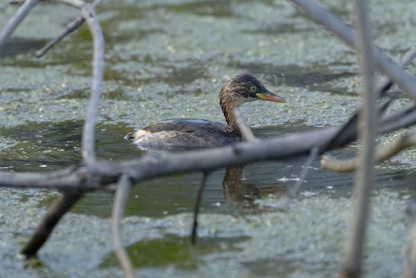 Photo credit: Nino Pastrana