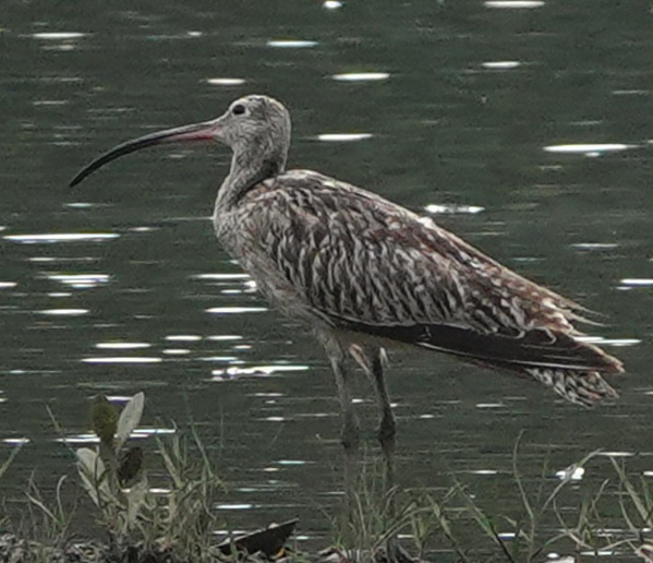 Photo credit: Steffie Toh