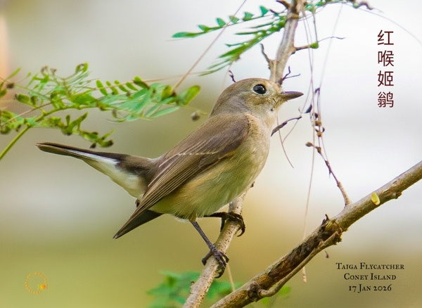 Photo credit: Anderson Ng