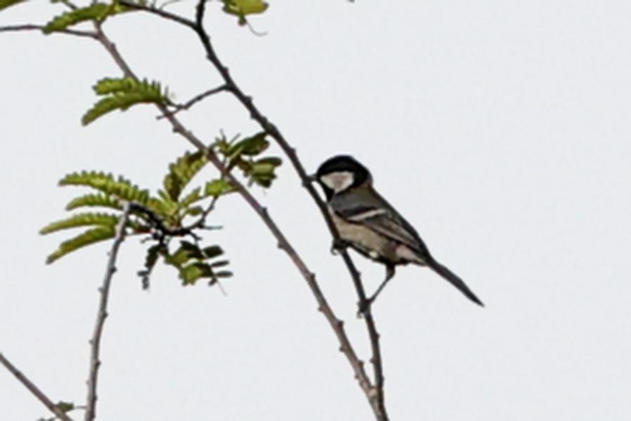 Photo credit: Lim Kim Chuah