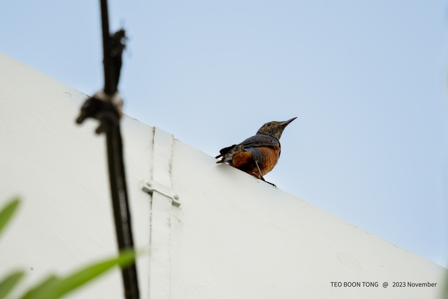 Photo credit: TEO BOON TONG