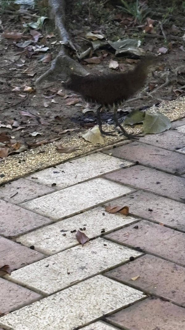 Photo credit: Mohamed Rehaan