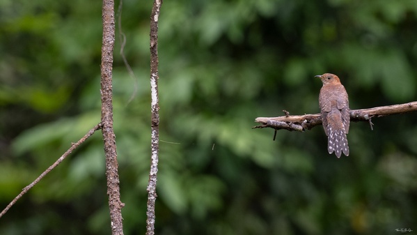 Photo credit: Fabius Tan