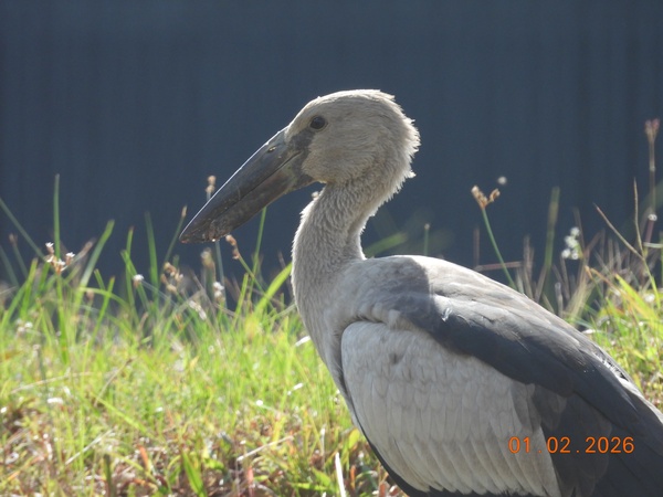 Photo credit: Hendrika Frederik