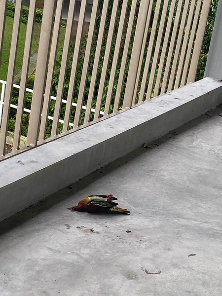 Photo credit: Tan Yen Yi